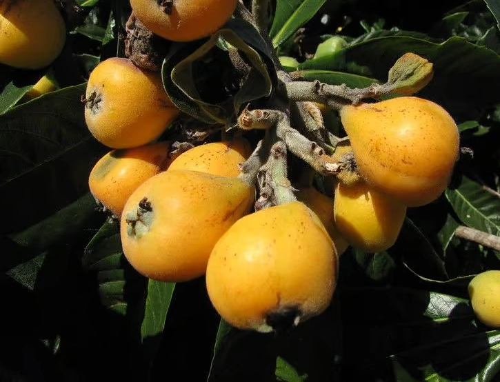 fruit in season march