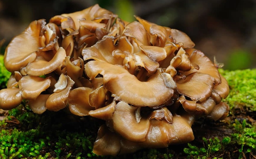 maitake mushroom benefits
