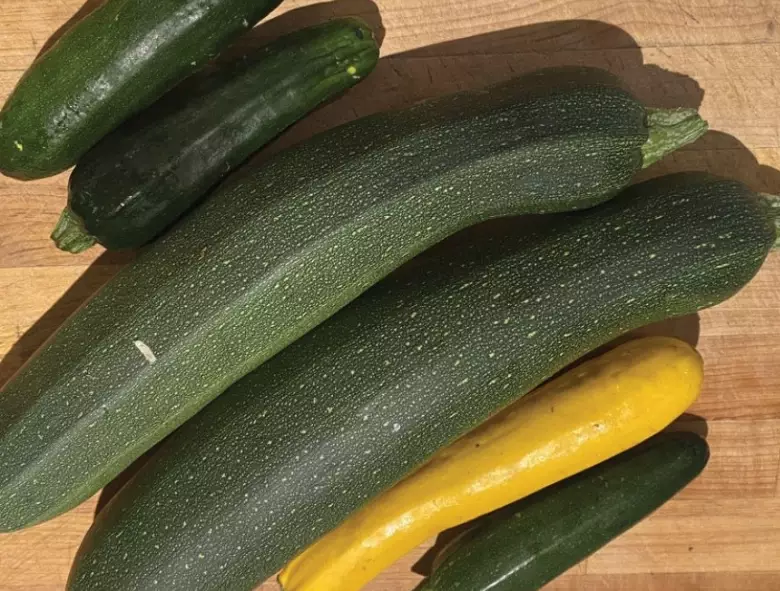 how to grow giant zucchini