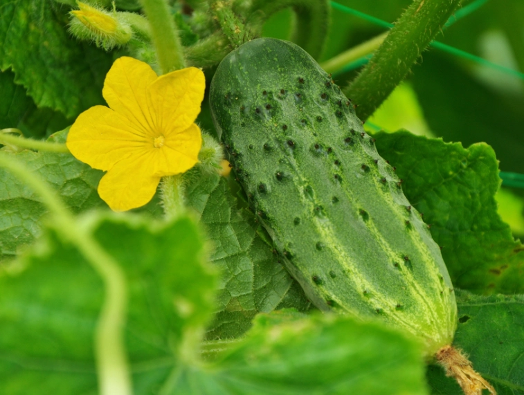 why is a cucumber bitter