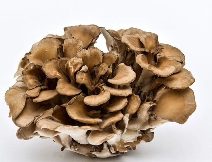 how to cook maitake