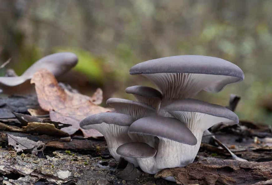 how to grow oyster mushrooms