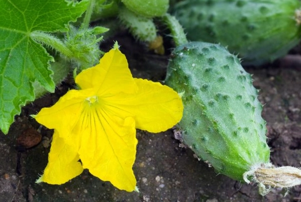 are bitter cucumbers safe to eat are bitter cucumbers safe to eat