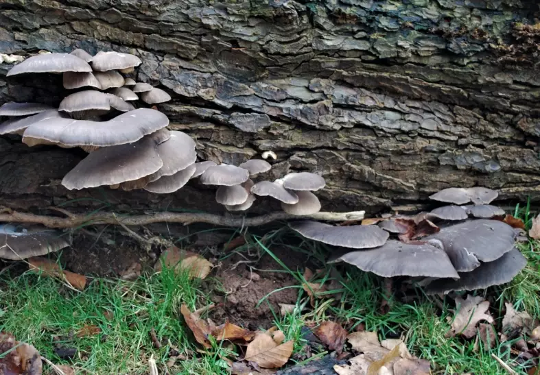 oyster mushroom recipes
