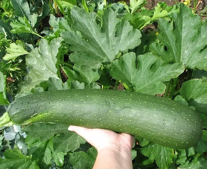 giant zucchini