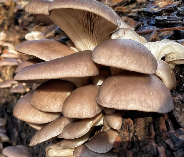 grey oyster mushroom