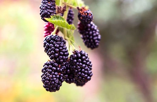 wild blackberry picking tips