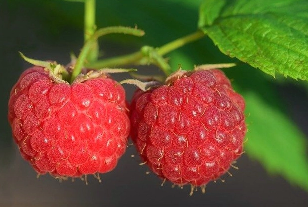 raspberry seed oil