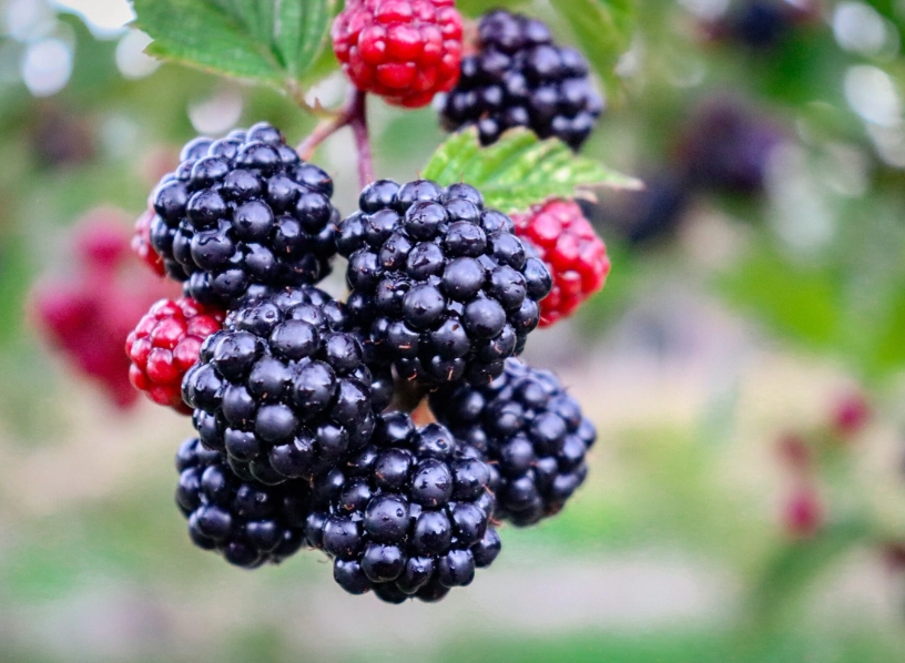 when blackberry season