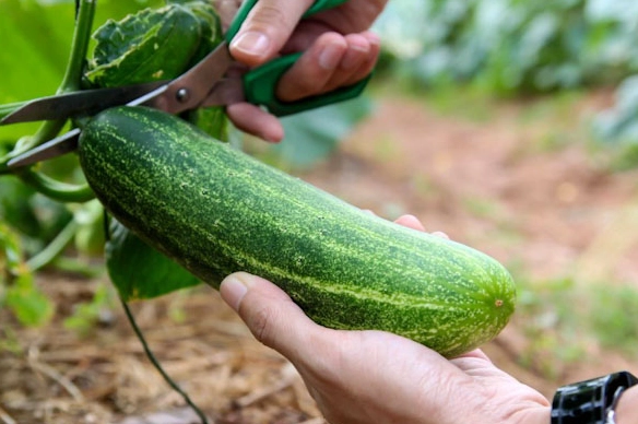how to tell when a cucumber is ready to pick