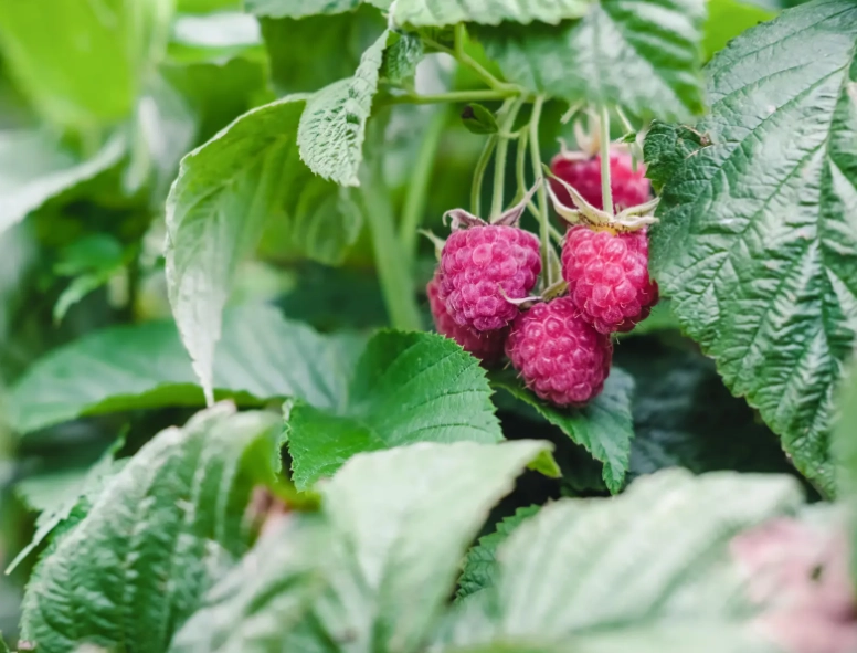 cold pressed raspberry seed oil