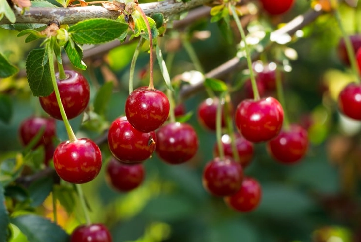 cherry picking season cherry picking season