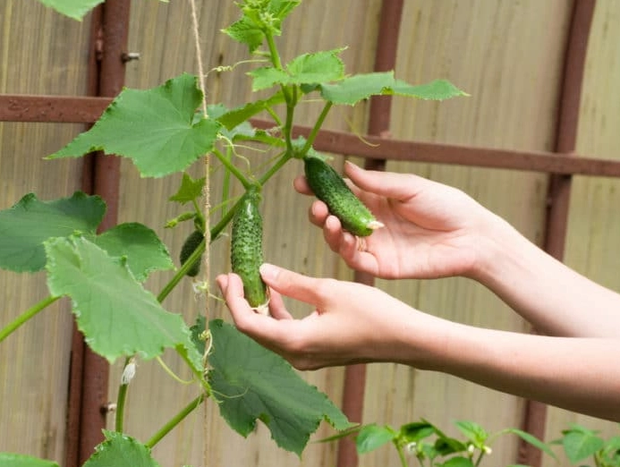 ripe cucumber signs ripe cucumber signs