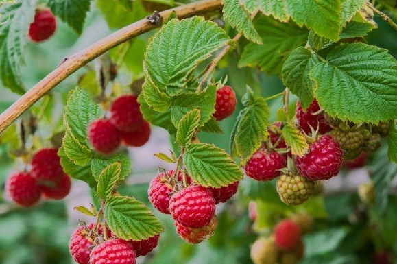 raspberry seed