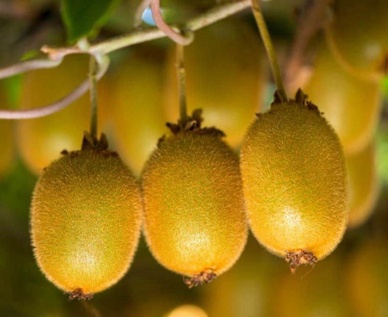 when are kiwis in season