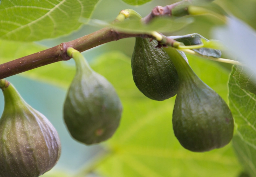 when are figs in season in California when are figs in season in California