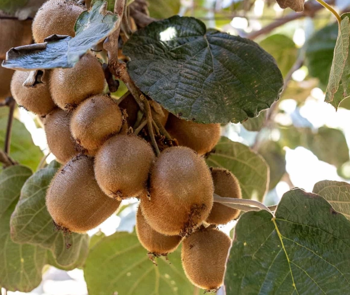 when are kiwis in season