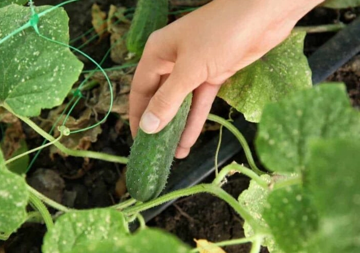 cucumber harvesting tips cucumber harvesting tips