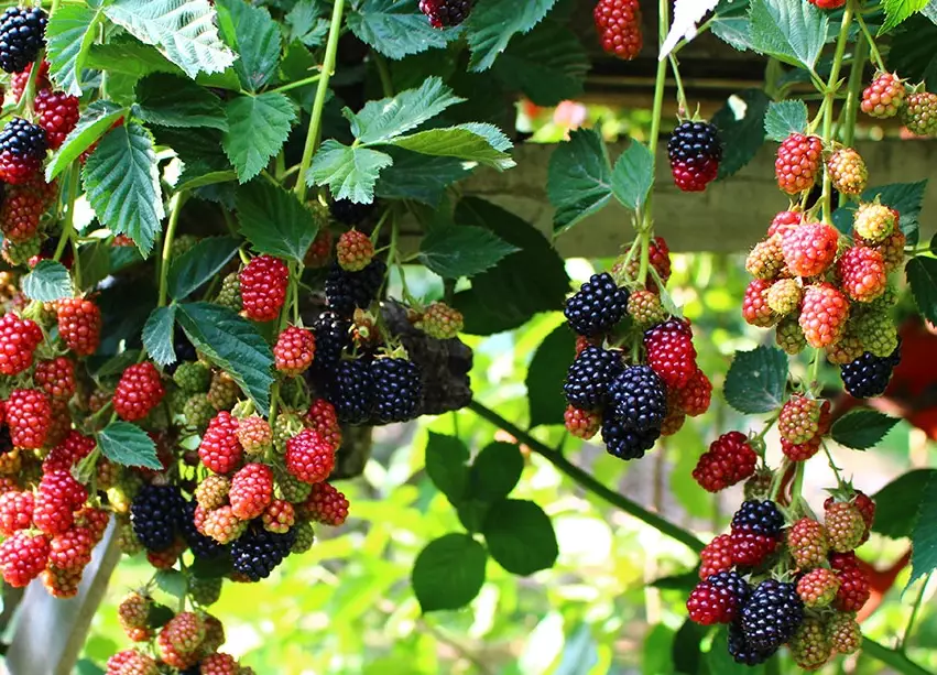 wild blackberry picking tips