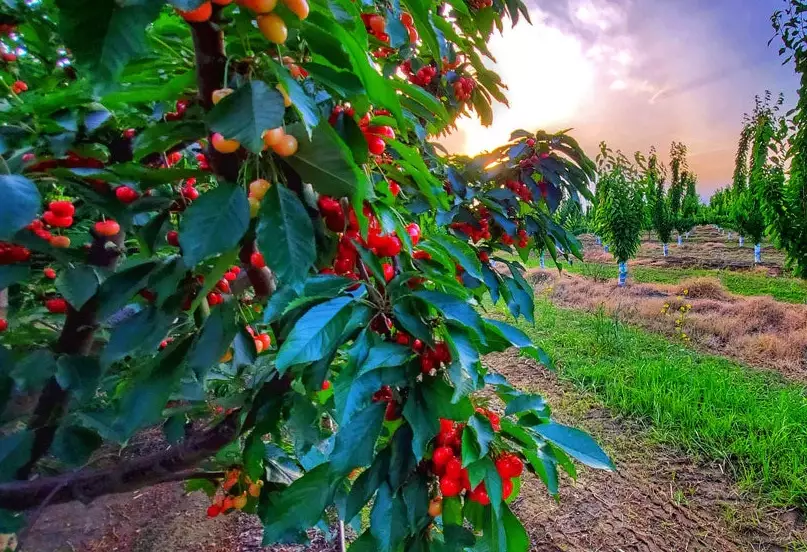 when are cherries in season when are cherries in season