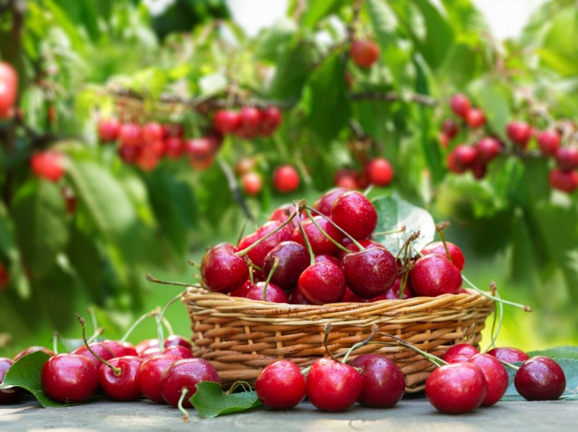 when is cherry season
