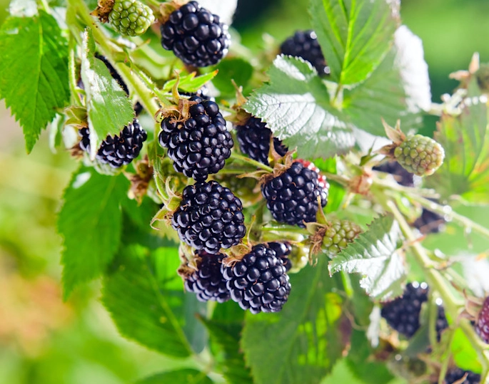 blackberry recipes