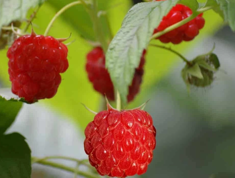 raspberry seed oil benefits
