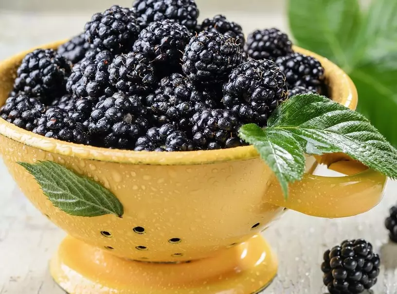 blackberry season by state