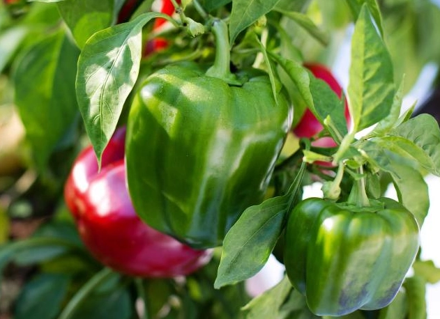 growing bell peppers growing bell peppers
