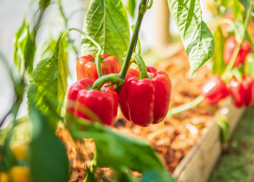 bell pepper care bell pepper care