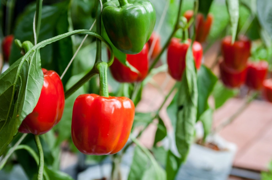 How do you take care of a bell pepper plant?