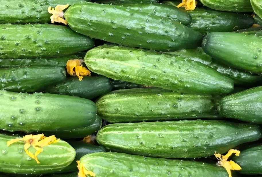 pickling cucumbers pickling cucumbers