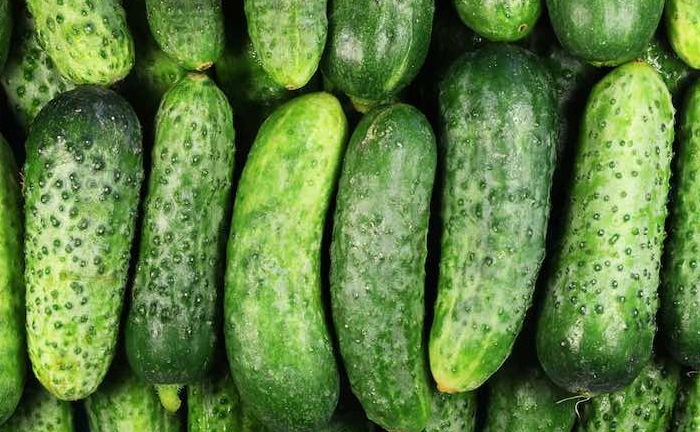 Are pickling cucumbers the same as regular cucumbers?
