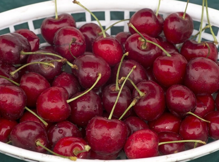 best cherry picking farms