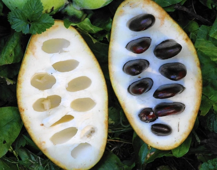paw paw fruit substitute paw paw fruit substitute