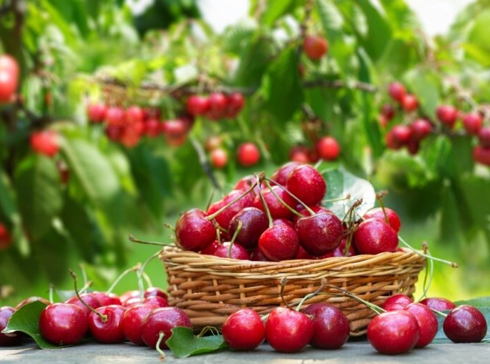 how to store fresh cherries