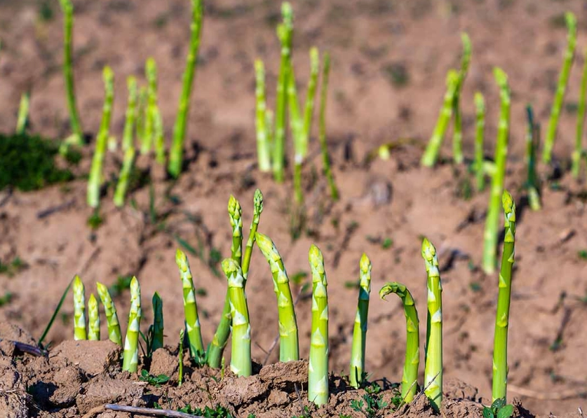 asparagus plant care asparagus plant care