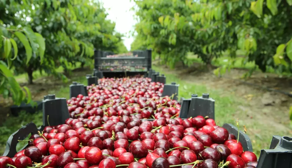 how to store fresh cherries