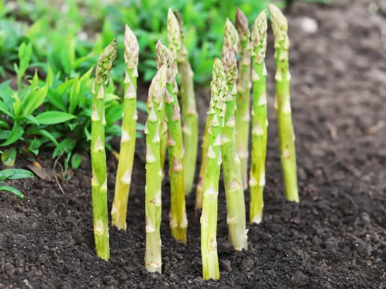 harvesting asparagus harvesting asparagus