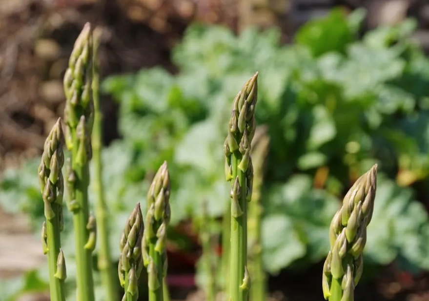 fully grown asparagus plant