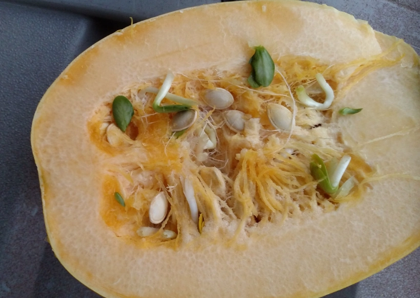 squash seeds recipes squash seeds recipes