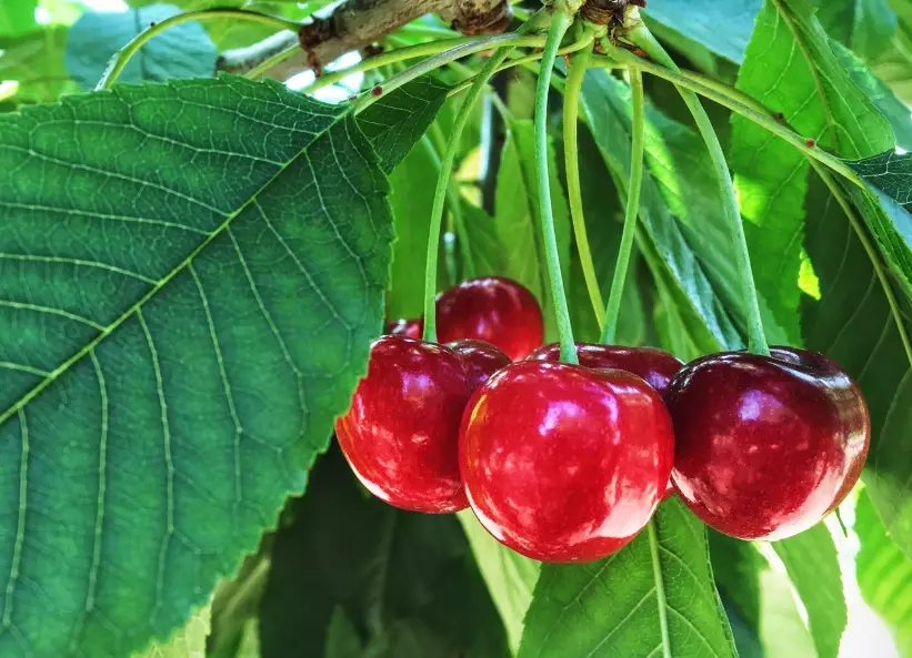 best cherry picking farms