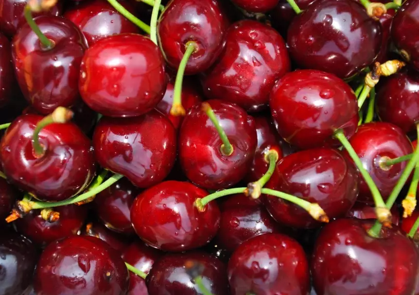 season of cherries