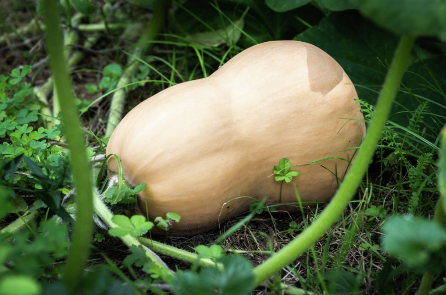 how to tell if butternut squash is ripe how to tell if butternut squash is ripe