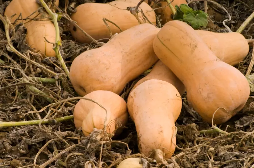 how to store butternut squash how to store butternut squash