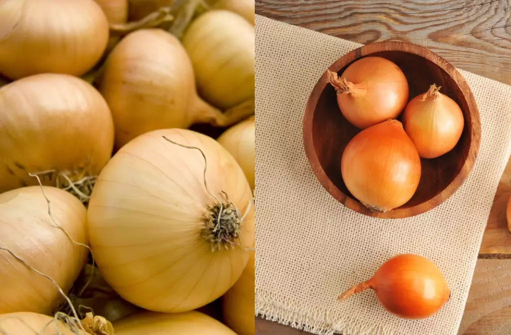 sweet onion vs yellow onion sweet onion vs yellow onion