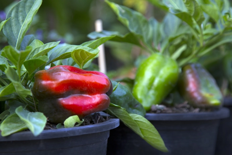 grow bell peppers indoors