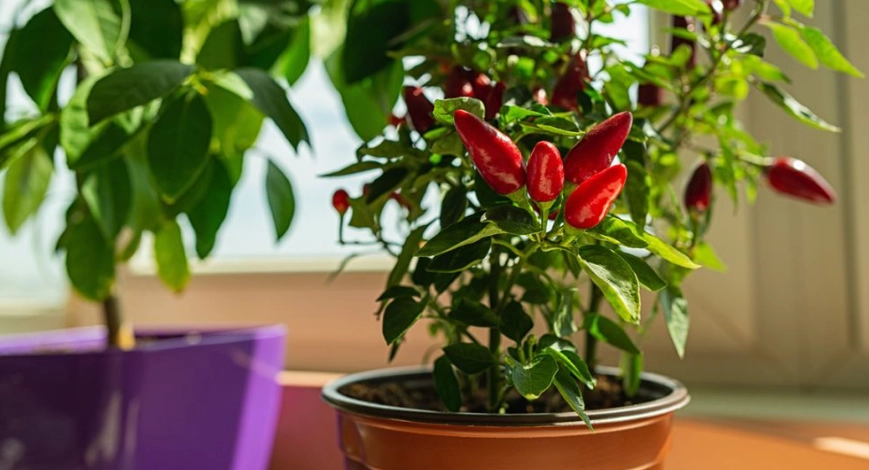 best bell pepper varieties for containers